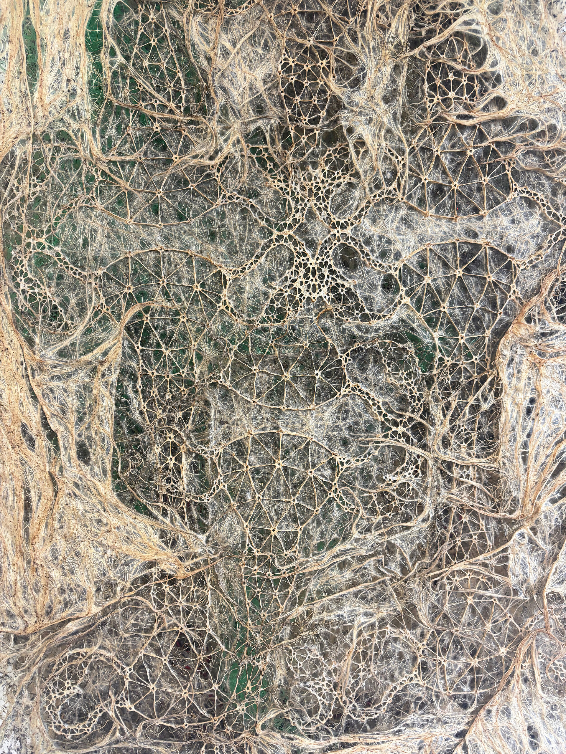 Diana Scherer, Apical #18, 2025 (Detail), Gewachsenes Textil aus Wurzeln, Erde und rotem Textil, 70 × 50 cm, Courtesy die Künstlerin, Foto: Studio Diana Scherer