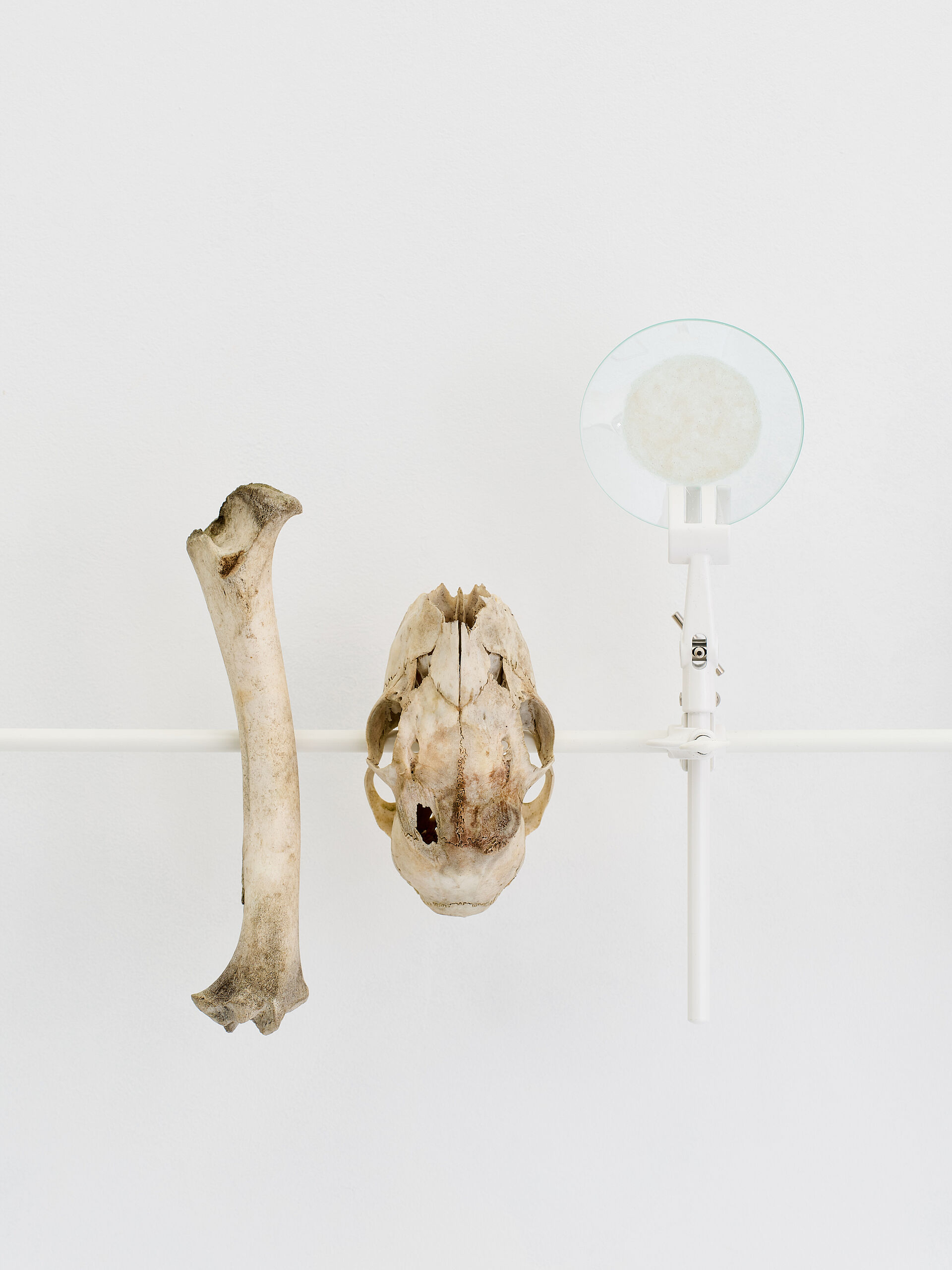 Elsa Salonen, Heavenly Wooded Area (Coloursheds), 2024–2026 (Detail), In den finnischen Wäldern gesammelte Fragmente von Bäumen und Tierknochen, daraus destillierte oder gemahlene Farben, Glas und Metall, verschiedene Maße, Courtesy die Künstlerin, Foto: Joe Clark